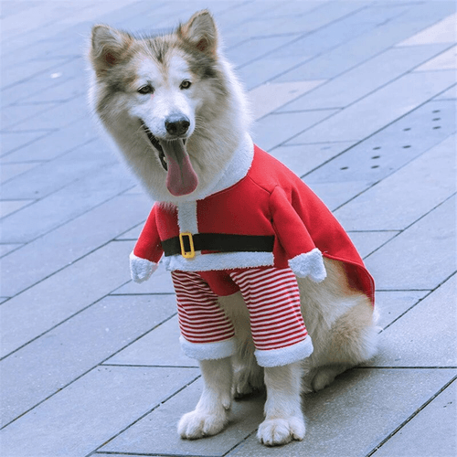 Ropa de mascota talla XL