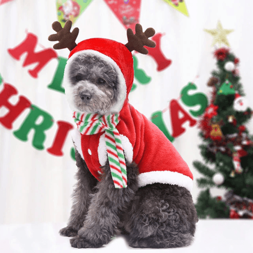 Ropa de mascotas talla XXL